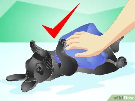 Imagen titulada Keep a Rabbit Warm Step 6