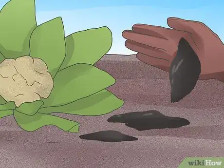 Imagen titulada Grow Cauliflower Step 11