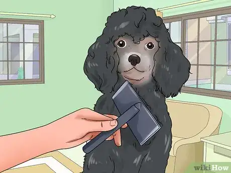 Imagen titulada Groom a Poodle Step 1