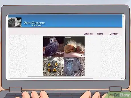 Imagen titulada Identify Baby Birds Step 9
