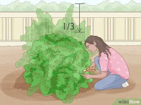 Imagen titulada Prune Mock Orange Shrubs Step 7