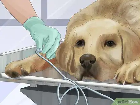 Imagen titulada Treat a Dog for Rabies Step 6