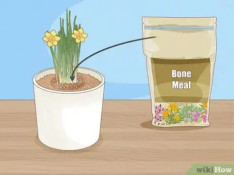 Imagen titulada Transplant Daffodils Step 13