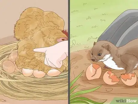 Imagen titulada Catch Weasels Step 12