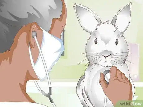 Imagen titulada Keep a Rabbit Clean Step 12