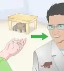 crear un vínculo afectivo con un gato enojado y asustado