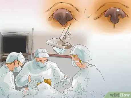 Imagen titulada Treat Respiratory Problems in Bulldogs Step 6
