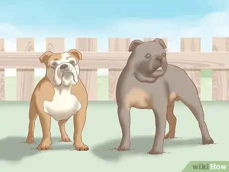 Imagen titulada Identify an English Bulldog Step 3