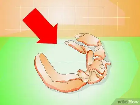 Imagen titulada Know when Your Hermit Crab Is Dead Step 2
