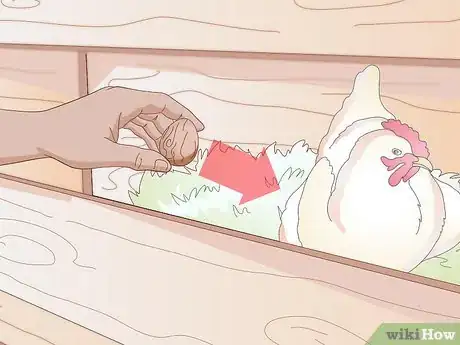 Imagen titulada Get Your Hen to Become Broody Step 1