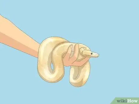 Imagen titulada Hold a Snake Step 6