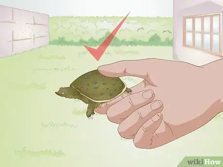 Imagen titulada Care for a Soft Shelled Turtle Step 1