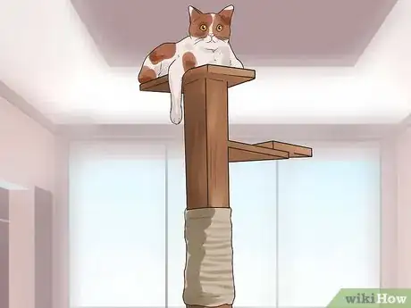 Imagen titulada Get Your Cat to Stop Hissing Step 14