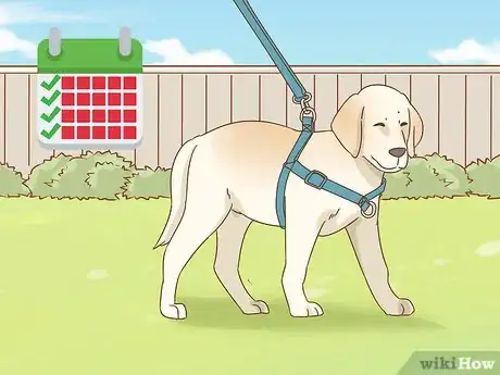 Imagen titulada Care for a Dog With a Broken or Fractured Pelvis Step 7