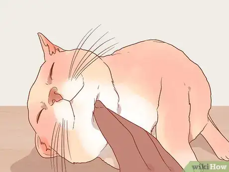 Imagen titulada Greet a Cat Step 4