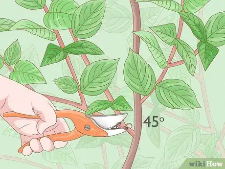 Imagen titulada Prune Mock Orange Shrubs Step 4