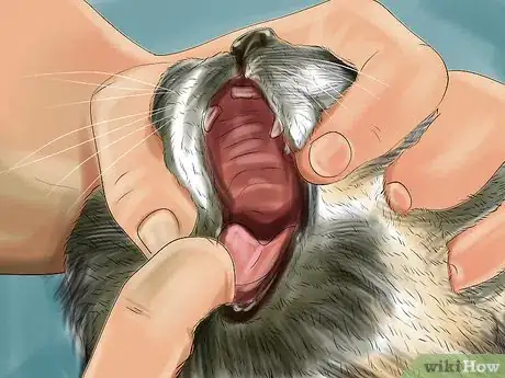 Imagen titulada Stop Your Cat from Drooling Step 5