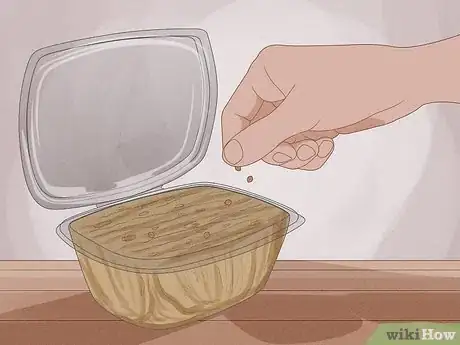 Imagen titulada Grow Microgreens Step 9
