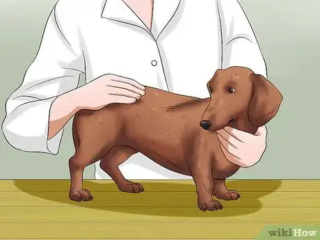 Imagen titulada Diagnose Back Problems in Dachshunds Step 5