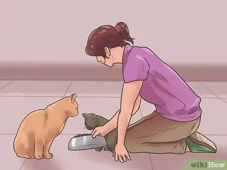 Imagen titulada Bring a Second Cat Into the Family and Not Make Your Old Cat Upset Step 11