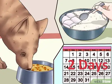 Imagen titulada Ease Your Dog's Stomach Problems Step 15