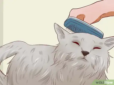 Imagen titulada Cure a Cat of Constipation Step 19
