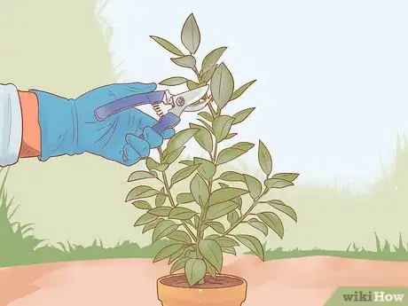 Imagen titulada Prune a Rubber Plant Step 11