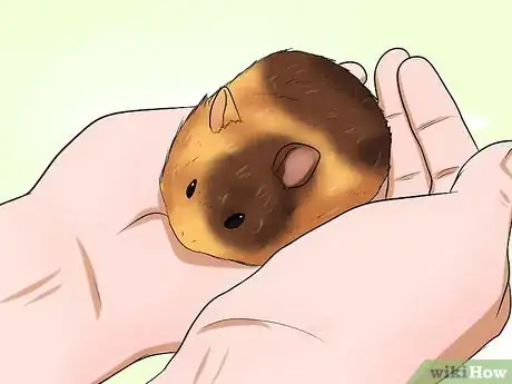Imagen titulada Know if Your Hamster Is Dying Step 6
