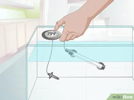 Imagen titulada Care for a Fantail Goldfish Step 2