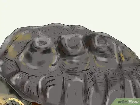 Imagen titulada Tell the Age of a Tortoise Step 10