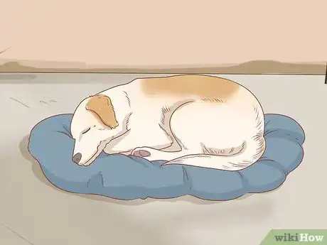 Imagen titulada Treat Your Dog Step 2