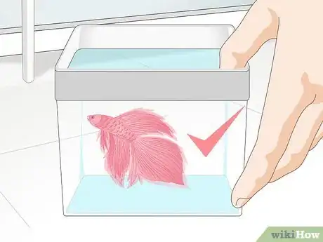 Imagen titulada Pick a Betta Fish Step 8