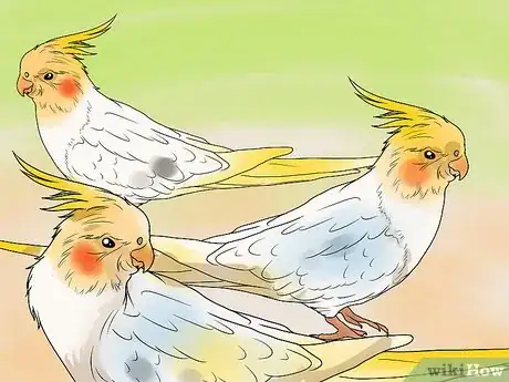 Imagen titulada Keep Multiple Cockatiels Step 1