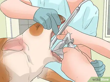 Imagen titulada Treat Respiratory Problems in Bulldogs Step 5