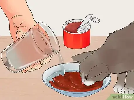 Imagen titulada Treat Feline Regurgitation Step 9