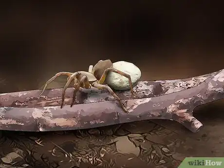 Imagen titulada Identify a Wolf Spider Step 8