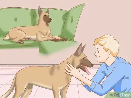 Imagen titulada Care for a Belgian Malinois Step 1