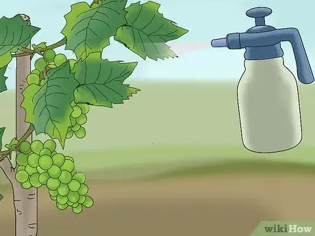 Imagen titulada Protect Grapes from Birds Step 16
