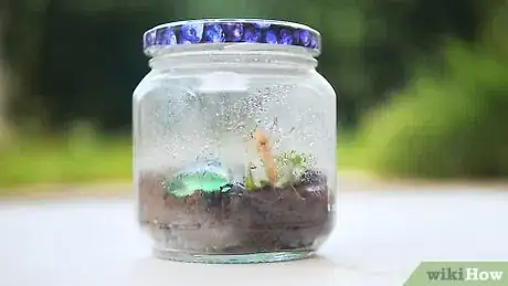 Imagen titulada Make a Bug Terrarium Step 10