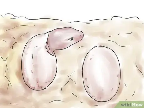 Imagen titulada Breed Leopard Geckos Step 11