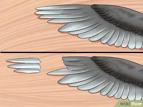 Imagen titulada Clip a Cockatiel's Flier Feathers Step 5