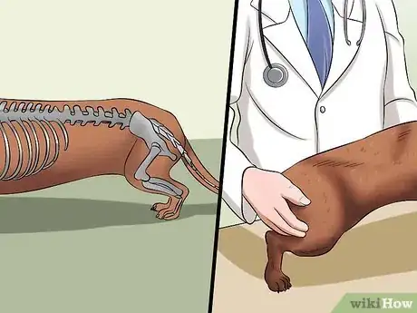Imagen titulada Diagnose Back Problems in Dachshunds Step 3