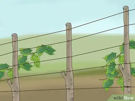 Imagen titulada Protect Grapes from Birds Step 17