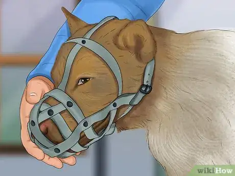 Imagen titulada Stop a Dog from Bleeding Step 6