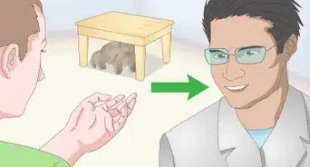 crear un vínculo afectivo con un gato enojado y asustado