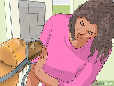 Imagen titulada Treat Neck Pain in Dogs Step 20