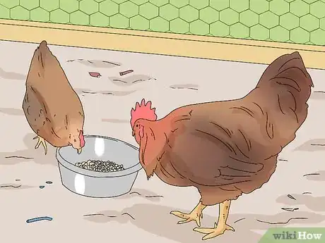 Imagen titulada Feed Eggshells to Chickens Step 8