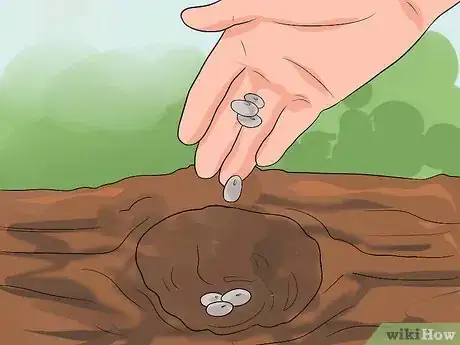 Imagen titulada Grow a Bean Plant Step 10