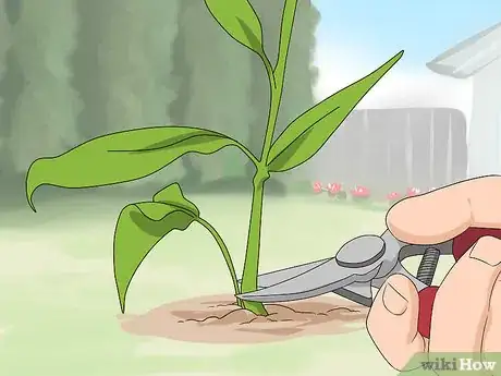 Imagen titulada Prune Coneflowers Step 4