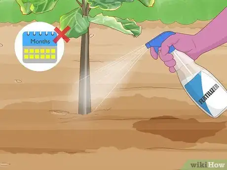 Imagen titulada Care for a Fig Tree Step 12